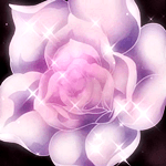 Rosa Blanca