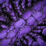 The Precipice World